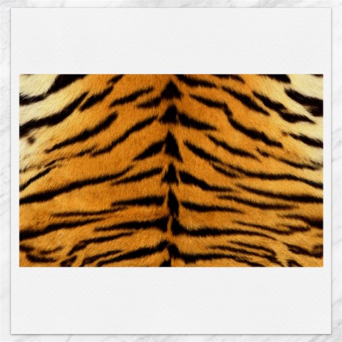 Tiger Print	Canvas 12  x 12  from ArtsNow.com 11.4 x11.56  Canvas - 1