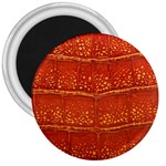 Ll Alligator 3  Magnet