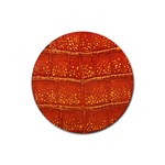 Ll Alligator Rubber Round Coaster (4 pack)