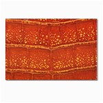 Ll Alligator Postcards 5  x 7  (Pkg of 10)
